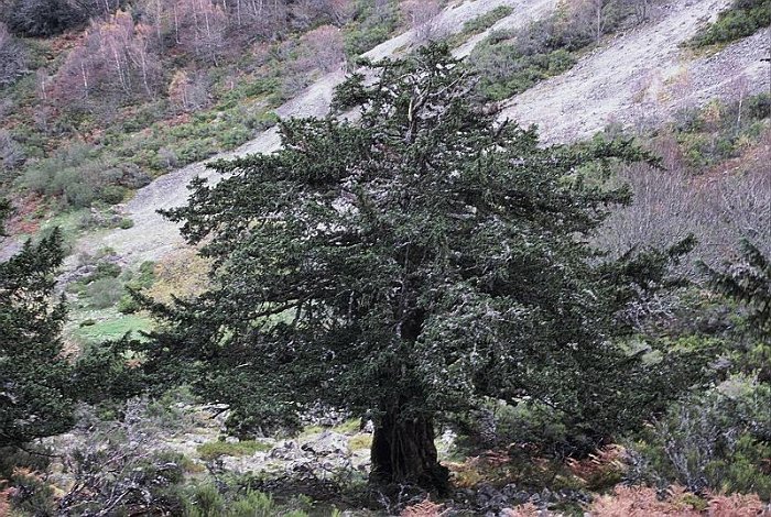 Taxus baccata